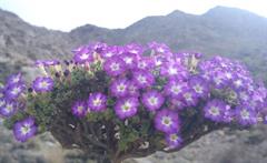 نوعی عروس سنگ